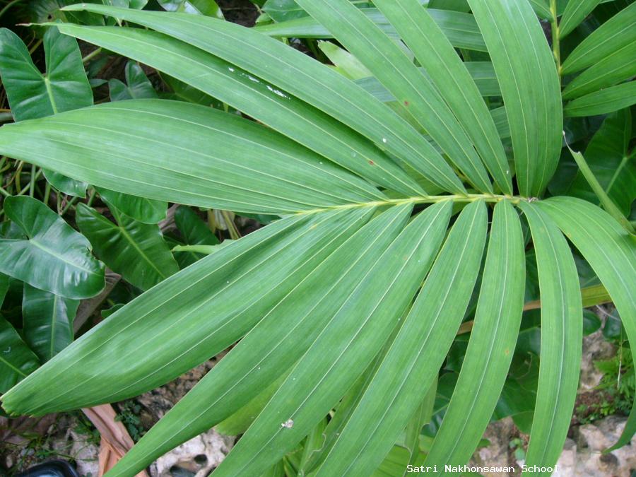 ผลการค้นหารูปภาพสำหรับ ใบหมากนวล