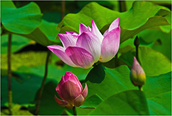 Lotus Flower